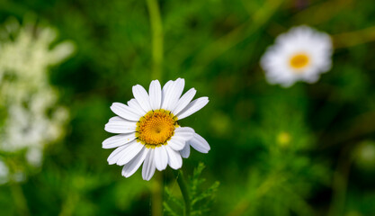 Bellis perennis, the daisy, is a European species of the family Asteraceae, often considered the archetypal species of the name daisy. To distinguish this species from other plants known as daisies, i © enderbayindir