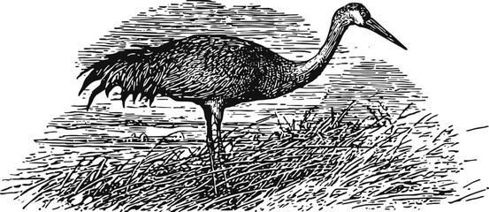 Naklejka premium Vintage engraving of a crane bird standing in marsh grass detailed black and white illustration