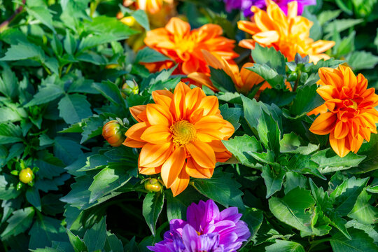 Dahlia is a genus of bushy, tuberous, herbaceous perennial plants native to Mexico and Central America. Dahlias are members of the Asteraceae family of dicotyledonous plants, its relatives include the