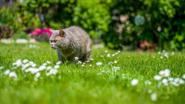 eine Britisch Kurzhaar Katze auf einer Wiese mit Blumen