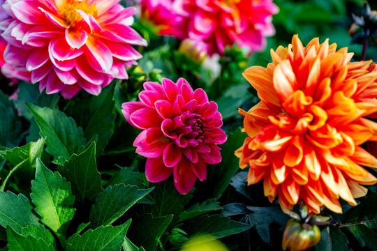 Dahlia is a genus of bushy, tuberous, herbaceous perennial plants native to Mexico and Central America. Dahlias are members of the Asteraceae family of dicotyledonous plants, its relatives include the