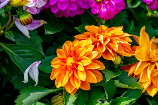 Dahlia is a genus of bushy, tuberous, herbaceous perennial plants native to Mexico and Central America. Dahlias are members of the Asteraceae family of dicotyledonous plants, its relatives include the