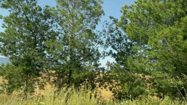 Driving plate look of cypriot nature landscape with green trees and bushes in dry summer field. Beautiful Kyrenia mountain range Besparmak or Girne scenery view.