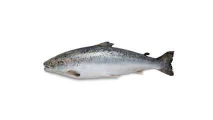 Obraz premium Fresh Atlantic Salmon Fish Isolated on Transparent Background Image for Commercial Use