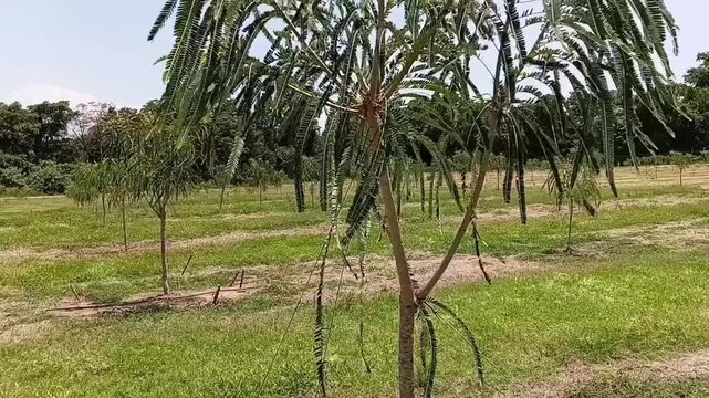 Tilt up shot of a well-maintained and lush Indian Gooseberry (Nelli/Amla) plant growing in an agricultural cultivation.