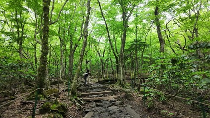 Obraz premium Lush Green Forest Trail and Wooden Boardwalk on Hallasan Mountain in Jeju Island, South Korea,Hallasan National Park,Jeju Hiking