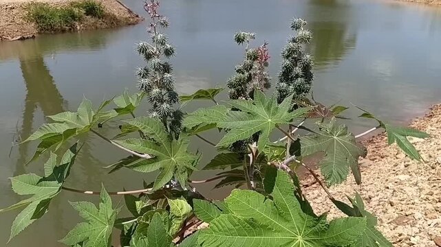 Static close-up shot of a medicinal Castor tree (Ricinus communis) gently swaying in the breeze near a reservoir.
