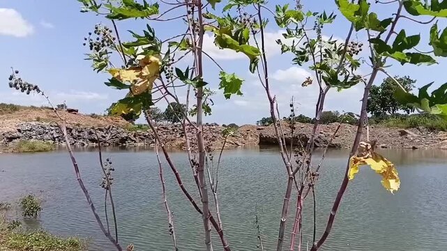 Tilt up shot of a Castor plant (Ricinus communis) with high medicinal value growing naturally beside a calm reservoir.