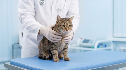 Veterinarian Examines Tabby Cat On Examination Table © Lan