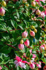 Fototapeta premium Fuchsia is a genus of flowering plants that consists mostly of shrubs or small trees. Almost 110 species of Fuchsia are recognized; the vast majority are native to South America, but a few occur north