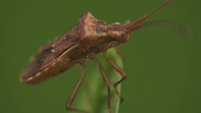 Extreme close-up of a brown stink bug focusing on its head, antennae, and textured shield-like back. Perfect for scientific or educational nature content.
