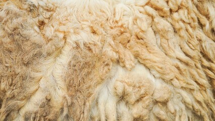 Close up texture of soft fluffy sheep wool fleece © Liada