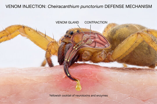 Anatomical cross section infographic of a Cheiracanthium punctorium yellow sac spider biting skin and injecting venom