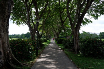 Fototapeta premium Walking Through The Path