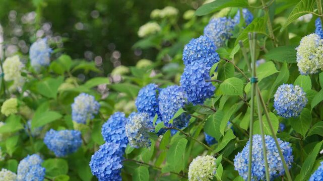 港の見える丘公園のアジサイ