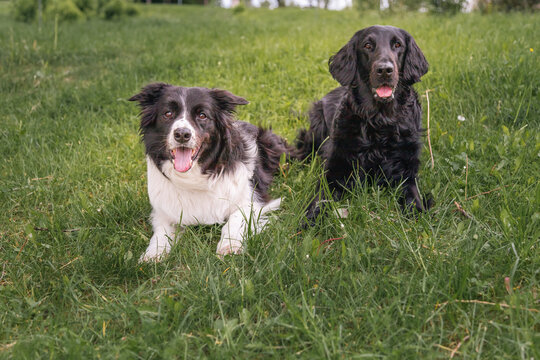 Two purebred dogs outside, lying on the grass. Border collie and black flat coated retriever dogs, veterinary clinic advertising