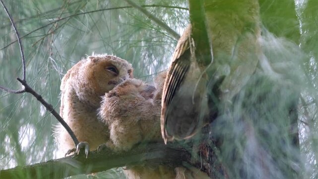 Two young Collared Scops-Owl fledglings perched on a pine tree branch in a forest during the day. Close-up shot of Otus lettia owlets with fluffy feathers and large eyes.