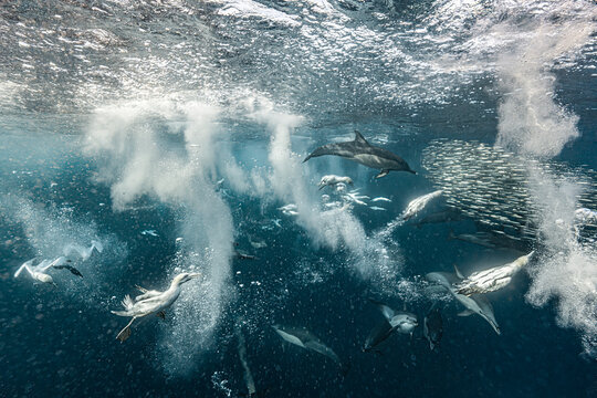 Cape gannets and common dolphins hunting around bait ball during sardine run South Africa
