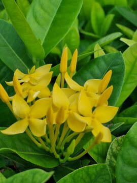 Ixora sp