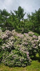 Fototapeta premium trees and flowers