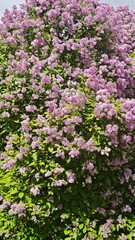 Fototapeta premium flowers in the garden
