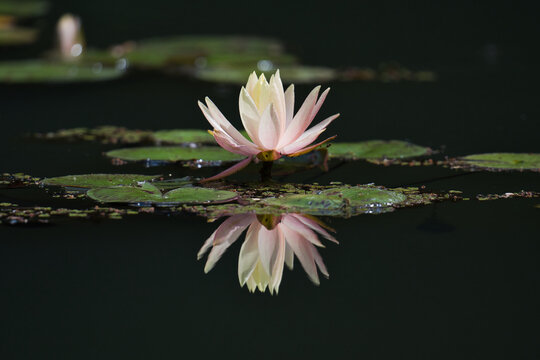 見ごろを迎えたはすの花