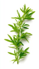 Fototapeta premium photo of wormwood, tarragon, on a white background
