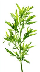 Fototapeta premium photo of wormwood, tarragon, on a white background