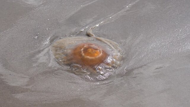 Close-up of Jellyfish Washed Ashore on Sandy Beach at Skagen, Denmark