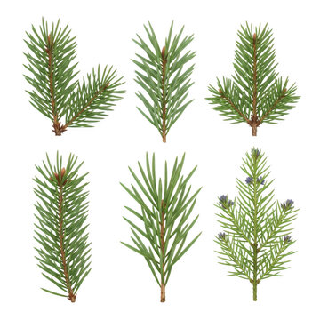 Six pine sprigs with red berries on white background