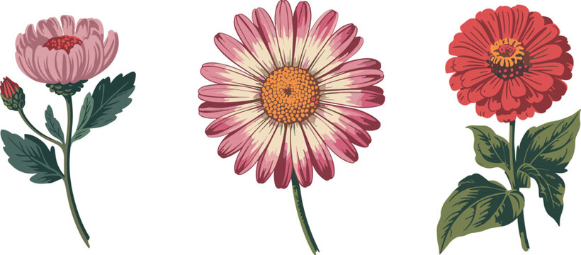 Beautiful set of pink and red daisy chrysanthemum and zinnia flower vector illustrations for floral design and greeting cards