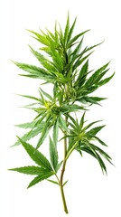 Fototapeta premium Hemp twig with leaves on a white background, cannabis