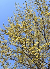 Fototapeta premium Blue sky and Cornelian cherry blossoms