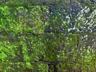 Obraz premium Ancient moss-covered stone wall texture. Vibrant green vegetation and weathered masonry create a natural background with rich organic patterns and historic character.