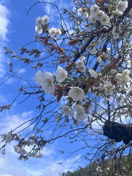 White plum blossoms and the blue sky