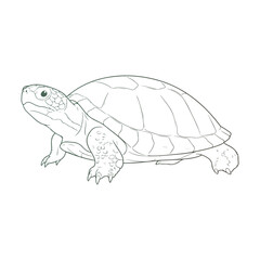 Fototapeta premium Cute Turtle Vector Illustration. Cartoon Sea Turtle Logo Design Mascot Template. Isolated Marine Animal Silhouette Graphic Art for Kids T-Shirt Print, Wildlife Branding, Icons, and Clipart.