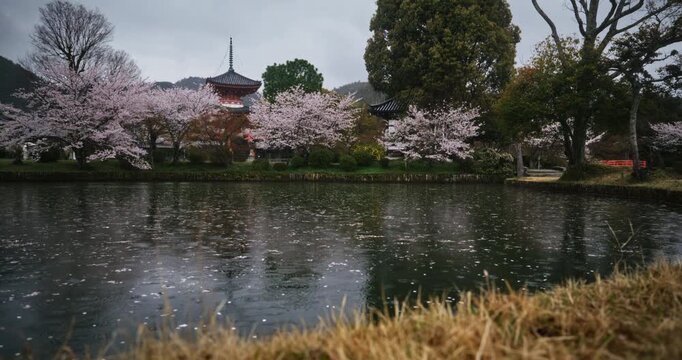 Rain falling in pond near beautiful cherry blossoms and ancient Japanese structures - wide shot