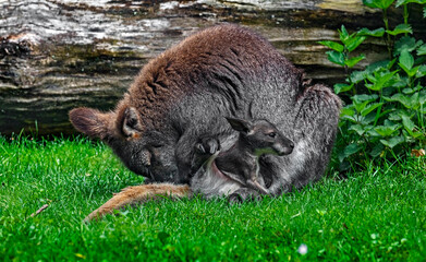 Bennet wallaby female and her kid.  Latin name - Macropus rufogriseus  © Mikhail Blajenov