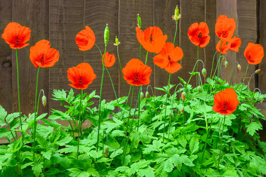 Red poppies blooming in a garden by a wooden fence