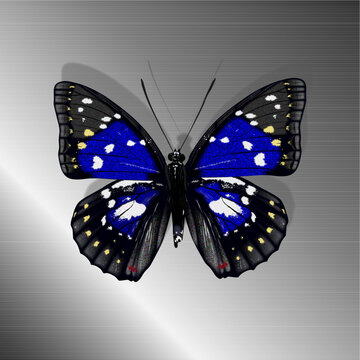 揚羽蝶 Images – Browse 1,842 Stock Photos, Vectors, and Video