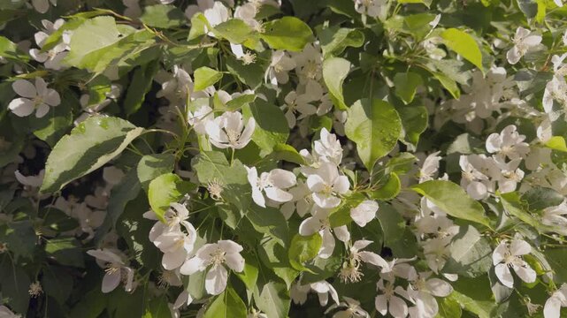 Close up of blooming apple tree branches covered with soft white flowers during spring season. Natural floral background with fresh blossoms, orchard beauty and peaceful garden atmosphere.