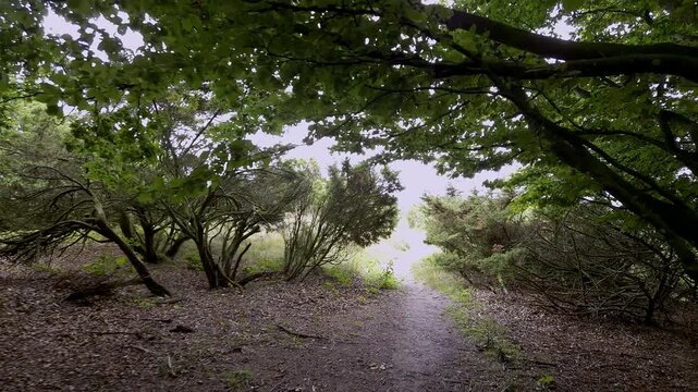 Nature Trail Through Heather and Juniper Moorland Near Fyrkat, Denmark