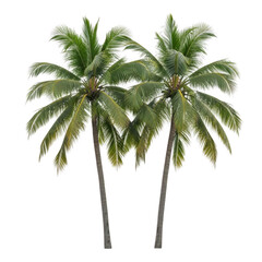 Fototapeta premium Two tall palm trees standing on white background
