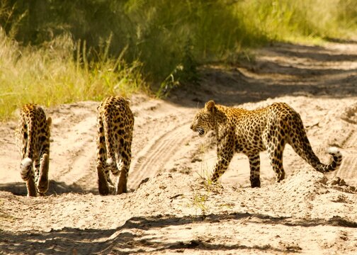 Female leopard, with two subadult cubs