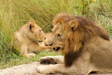 male lion and lioness © fergus