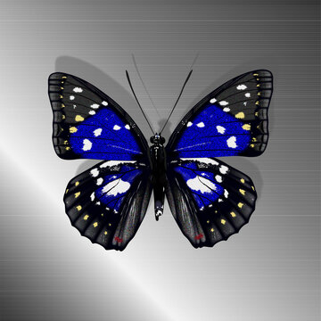 揚羽蝶 Images – Browse 1,842 Stock Photos, Vectors, and Video