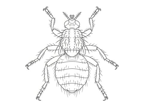A detailed, black and white line drawing depicts a bed bug. The bug has a segmented body, six legs, antennae, and a small head.