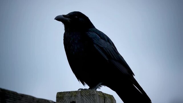 Black crow perched on a stake, close-up of crow standing on a stake
