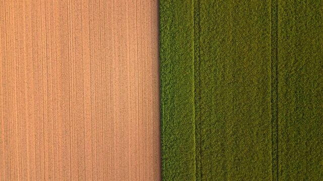 Flying over a divided agricultural field. Drone panorama with a distinct border between prepared brown soil surface and fresh green cereal crops in May