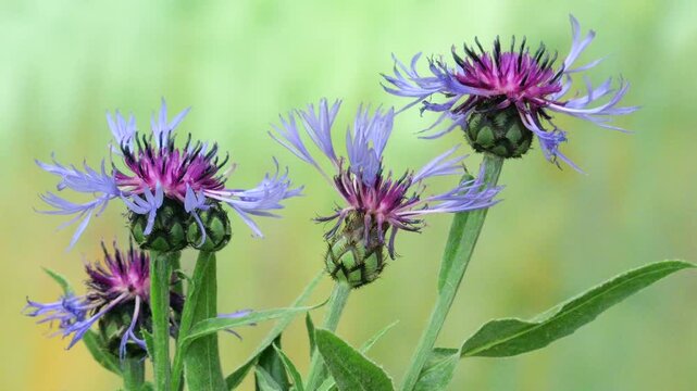 Closeup of the Blue cornflower flower (Centaurea cyanus), moved by the wind